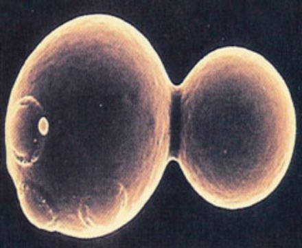 Figure 6. Budding yeast cell with daughter cell.