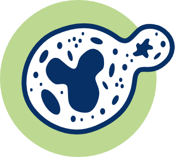 yeast cell icon
