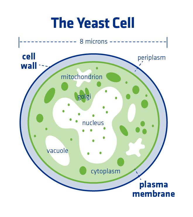 Figure 2. Yeast cell wall, cell membrane, and other internal components.