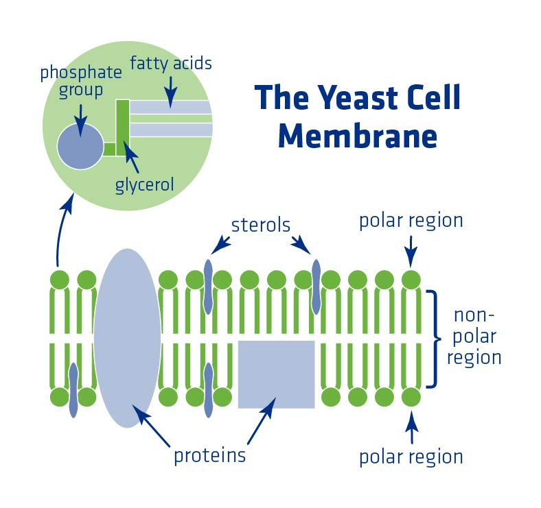 Figure 3. The yeast cell membrane and critical internal components.