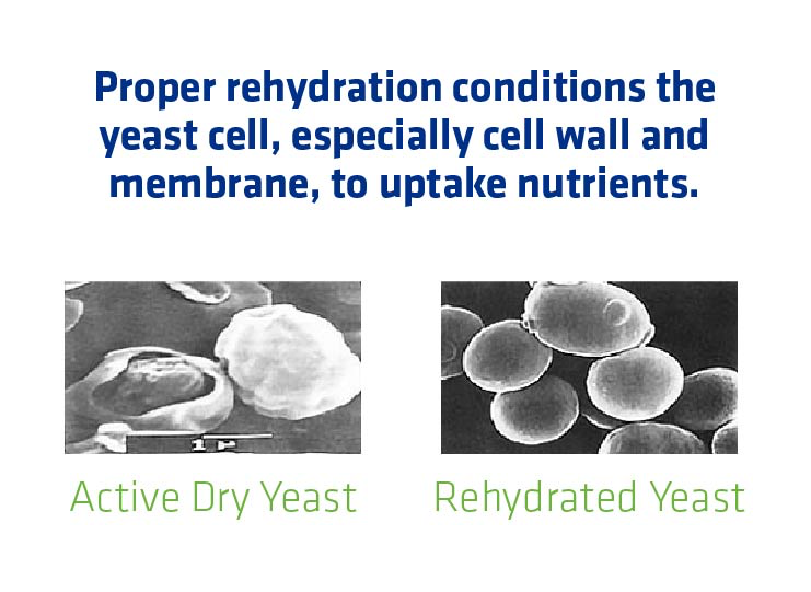 Figure 4. Differences in the appearance of the cell walls of active dry yeast vs. rehydrated yeast.