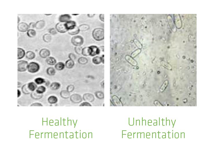 Figure 1. Pictures illustrating the significant difference between healthy and unhealthy fermentations.