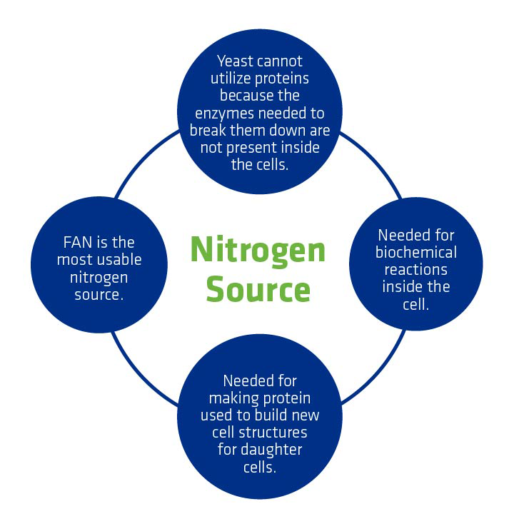 Figure 3. Reasons why nitrogen is critical for yeast functioning.