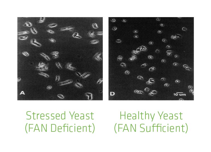 Figure 5. Differences in appearance in FAN deficient vs. FAN sufficient yeast.