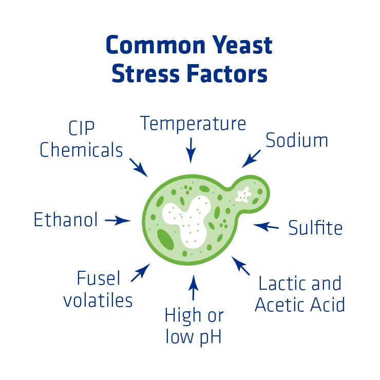 Figure 6. Common yeast stress factors found in fuel ethanol plants.