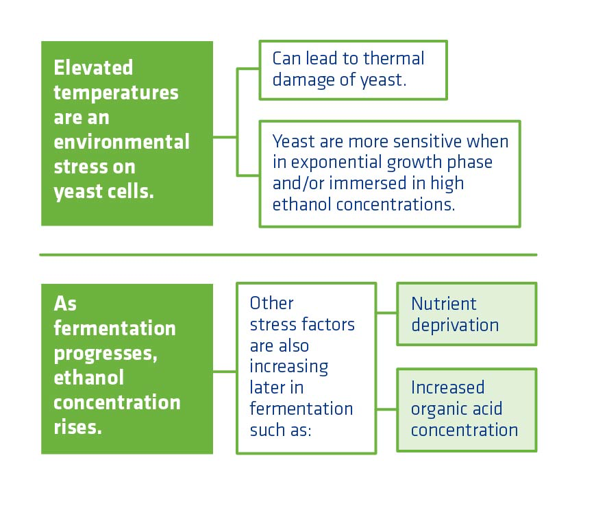 Figure 7. Most notable impact of temperature on yeast.