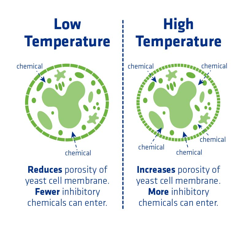 Figure 8. Physical effects of temperature on the yeast cell wall and membrane.