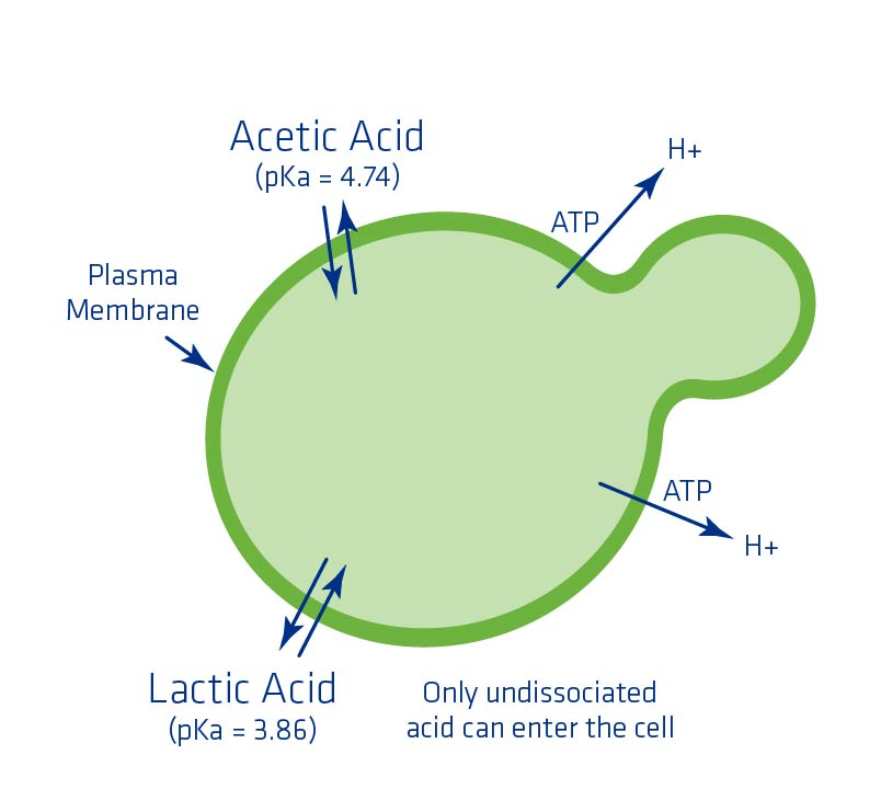 Figure 9. Acid dissociation constant pH levels of lactic and acetic acid and their impact on the yeast cell.