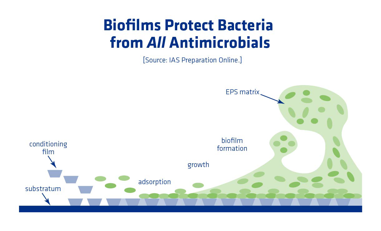 Figure 3. The biofilm life cycle within a fuel ethanol plant. The surface (substratum) is typically stainless steel (i.e. piping, heat exchanger plates, etc). Residual mash solids on the surface create a conditioning film that makes it easier for bacteria to adhere to the surface. Adsorption is the collection of individual cells from the mash onto the surface/conditioning film. Extracellular Polymeric Substances (EPS matrix) are produced during bacterial growth and help bind the bacteria together to form a biofilm. Single cells (or cell groups) are periodically released from the biofilm into the surrounding mash solution.