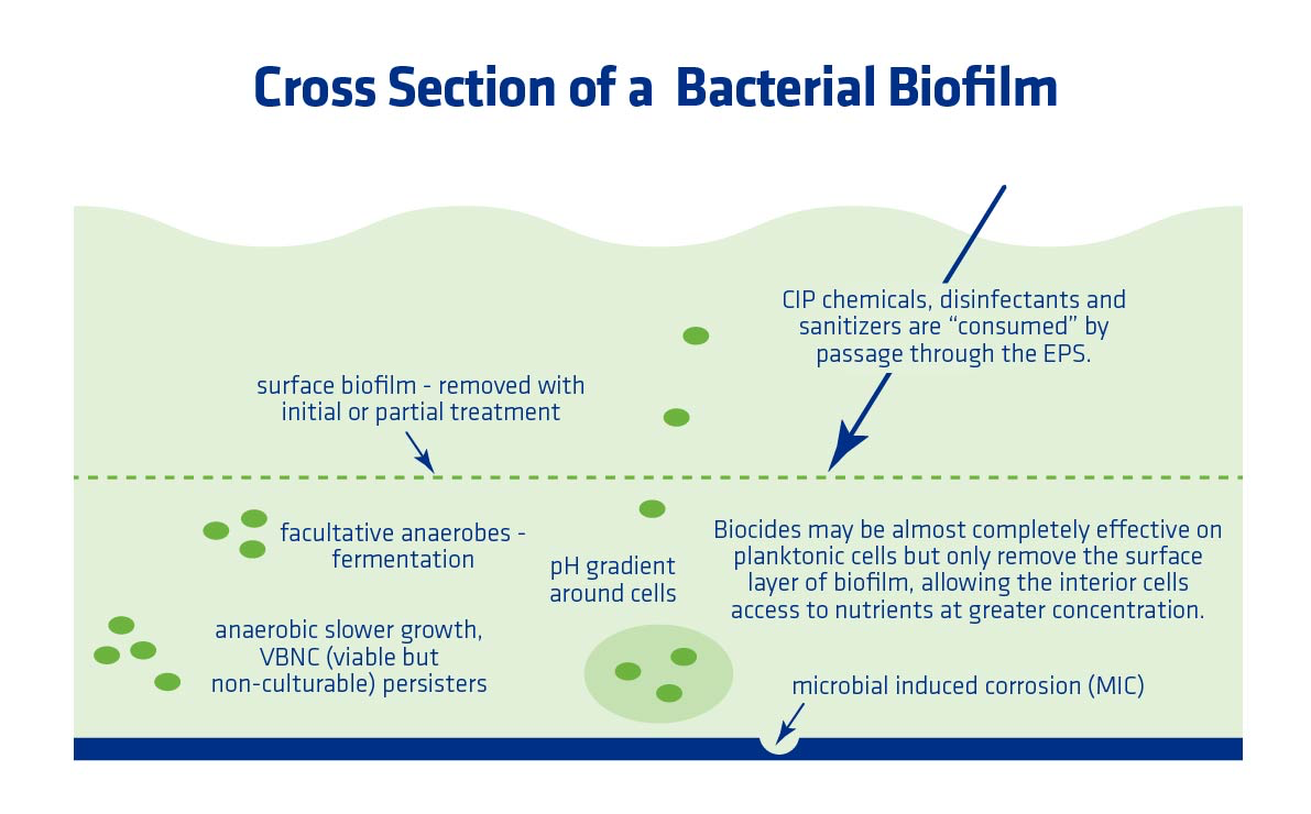 Figure 4. Illustration of a cross section of a bacterial biofilm.