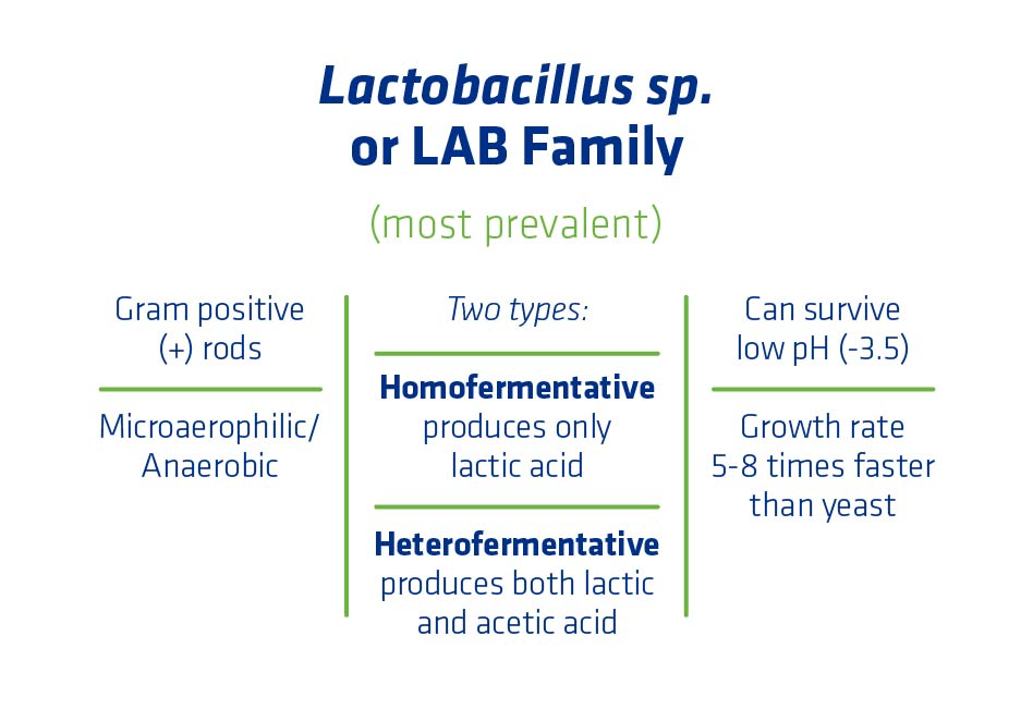 Figure 3. Characteristics of the Lactic Acid Bacteria (LAB) family of organisms.