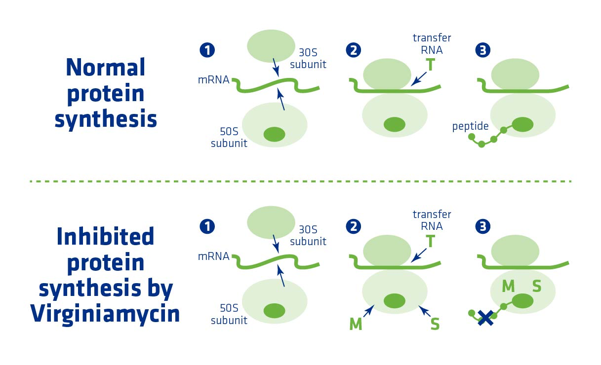 Figure 6. Virginiamyin mode of action – inhibition of protein synthesis.